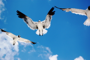 Seagulls Attack2429713277 300x200 - Seagulls Attack - Seagulls, Lorikeet, Attack